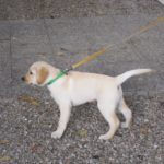 cani-guida-ciechi-010_1024